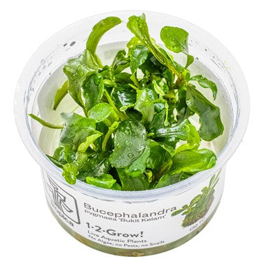 Bucephalandra sp. 'Bukit Kelam' 1-2 Grow Tropica