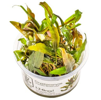 Cryptocoryne undulata 'Broad Leaf' aquarium plant