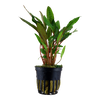 Cryptocoryne beckettii 'Petchii' from tropica aquarium plants canada