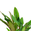 Cryptocoryne beckettii 'Petchii' from tropica aquarium plants canada