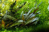 Cryptocoryne beckettii 'Petchii' from tropica aquarium plants canada