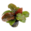 Echinodorus 'Reni' Tropica