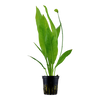 Echinodorus grisebachii 'Bleherae' Tropica