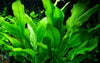 Echinodorus grisebachii 'Bleherae' Tropica