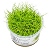 Eleocharis pusilla 'Mini'  1-2 Grow