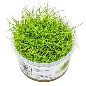 Eleocharis pusilla 'Mini'  1-2 Grow