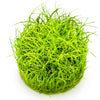 Eleocharis pusilla 'Mini'  1-2 Grow