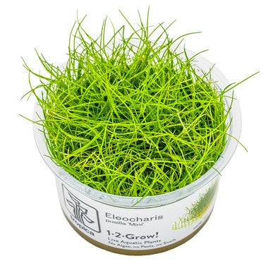 Eleocharis pusilla 'Mini'  1-2 Grow