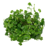 Hydrocotyle tripartita wet leaf aquarium plants canada