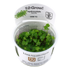 Hydrocotyle tripartita wet leaf aquarium plants canada