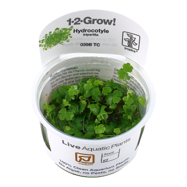 Hydrocotyle tripartita wet leaf aquarium plants canada