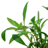Hygrophila Siamensis 53B  Tropica