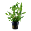Hygrophila Siamensis 53B  Tropica