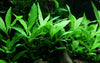 Hygrophila Siamensis 53B  Tropica