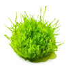 Leptodictyum-riparium-aquarium-plant-Canada