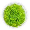 Leptodictyum-riparium-aquarium-plant-Canada