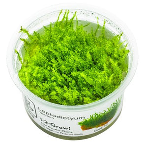 Leptodictyum-riparium-aquarium-plant-Canada