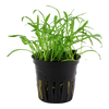 Lilaeopsis brasiliensis aquarium plant wet leaf canada.