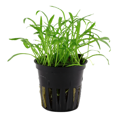 Lilaeopsis brasiliensis aquarium plant wet leaf canada.