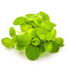 Limnobium Laevigatum  1-2 Grow Tropica