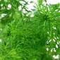 Limnophila  sessiliflora aquarium plant at the wet leaf canada