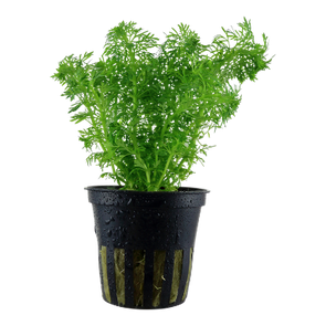 Limnophila  sessiliflora aquarium plant at the wet leaf canada