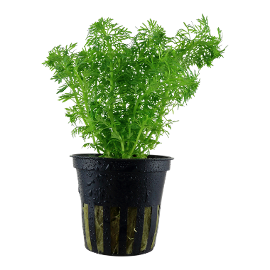 Limnophila  sessiliflora aquarium plant at the wet leaf canada