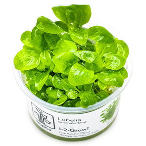 Lobelia cardinalis ‘Mini’ 1-2 Grow Tropica