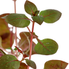 Ludwigia palustris aquarium plant canada