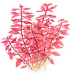 Ludwigia palustris aquarium plant canada