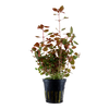 Ludwigia palustris aquarium plant canada