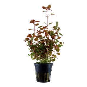 Ludwigia palustris aquarium plant canada