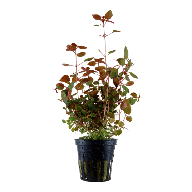 Ludwigia palustris aquarium plant canada
