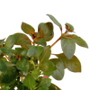 Ludwigia repens 'Rubin',the wet leaf,canada,aquatic plant