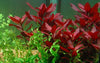 Ludwigia repens 'Rubin',the wet leaf,canada,aquatic plant
