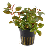 Ludwigia repens 'Rubin',the wet leaf,canada,aquatic plant