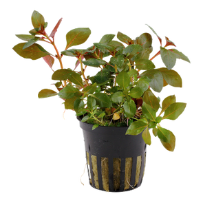 Ludwigia repens 'Rubin',the wet leaf,canada,aquatic plant