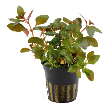 Ludwigia repens 'Rubin',the wet leaf,canada,aquatic plant