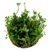 Marsilea hirsuta  1-2 Grow