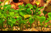 Marsilea-hirsuta-aquatic-plants-canada

