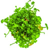Marsilea hirsuta  1-2 Grow
