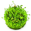 Marsilea minuta  1-2 Grow