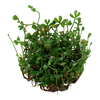 Marsilea-minuta-Aquarium-plants-canada-wet-leaf
