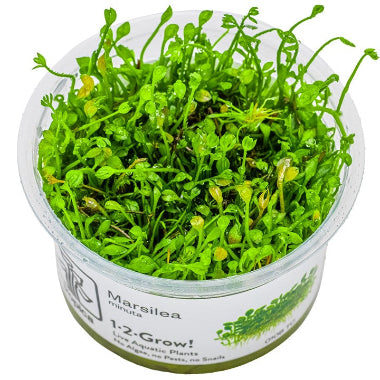 Marsilea-minuta-Aquarium-plants-canada-wet-leaf