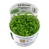 Micranthemum-tweediei -Monte-Carlo'-1-2-grow aquarium-plants
