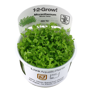 Micranthemum-tweediei -Monte-Carlo'-1-2-grow aquarium-plants