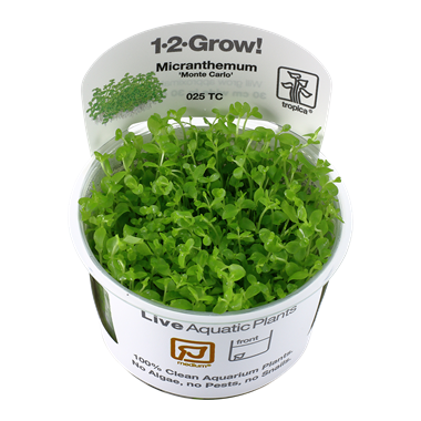 Micranthemum-tweediei -Monte-Carlo'-1-2-grow aquarium-plants
