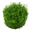 Micranthemum callitrichoides 'Cuba' 1-2 Grow