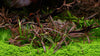 Micranthemum callitrichoides 'Cuba' 1-2 Grow