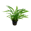 Microsorum pteropus 'Narrow' aquarium plant canada